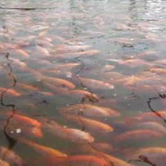 Finca San José Tilapia adulta 01